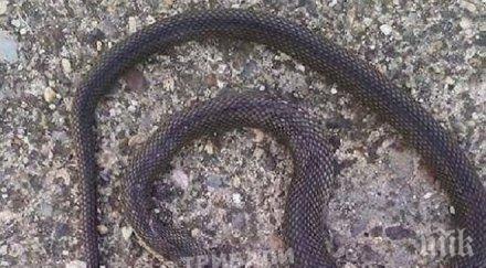 змиите изпълзяха парк кенана хасково