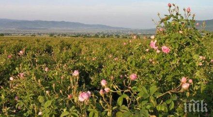 село ръжена възродиха традицията брането божествената роза