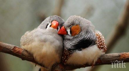 разкриха генетичния код червения цвят птиците