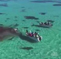 Кървава гледка: 70 тигрови акули изядоха огромен кит (ВИДЕО 18+)