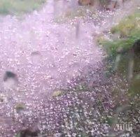 Градушка колкото орех попиля Козлодуй 