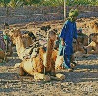 Слънчасала камила отхапа главата на собственика си
