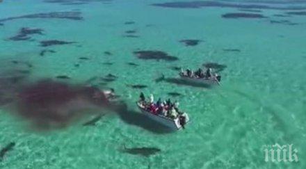 кървава гледка тигрови акули изядоха огромен кит видео