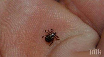 кърлежи налазиха санданско