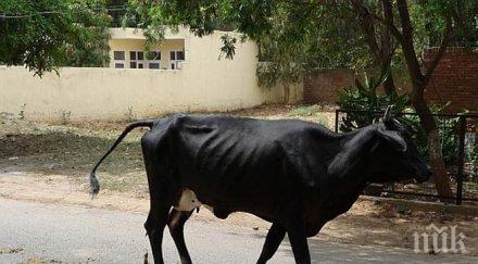 антибиотици крави убиват околната среда