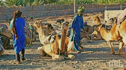 слънчасала камила отхапа главата собственика