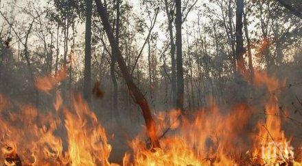 пожарите далечния изток русия забавят