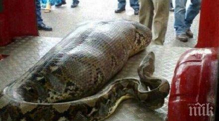 питон избяга терариум минерални бани