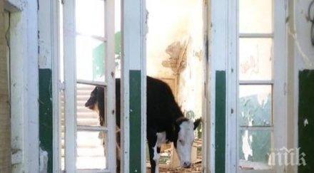 крави телета щъкат училище