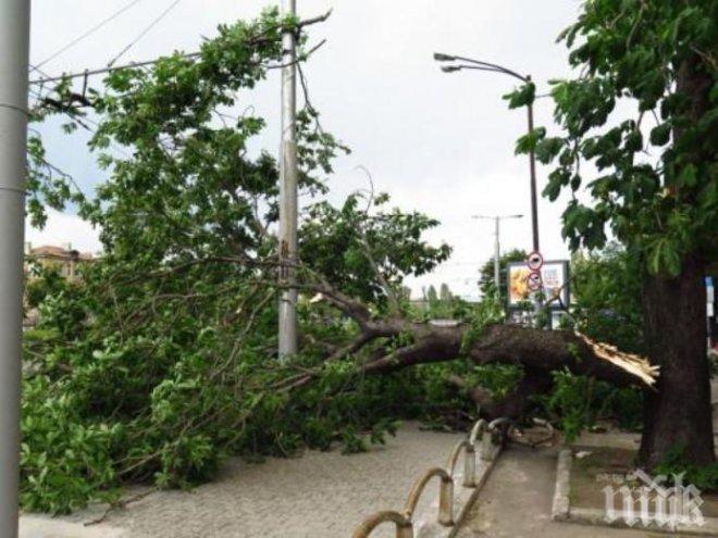 Аларма в ПИК! Клони хвърчат от бурята в София - пазете се от силния вятър (СНИМКИ)