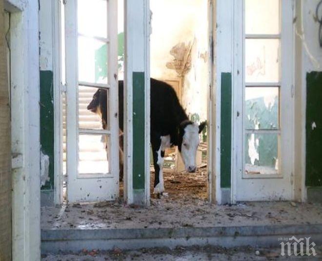 Крави и телета щъкат в училище