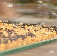 Поглъщането на живи бръмбари знахари лекува тежки болести (ВИДЕО)