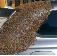 20 хиляди пчели преследваха кола във Великобритания (ВИДЕО)