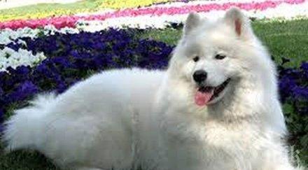 куче паркирано кола предизвика възмущение пловдивчани снимки