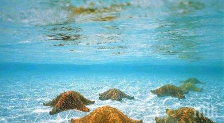 полагат 6600 интернет кабел дъното атлантика