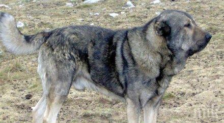 огромно куче сее страх кърджали