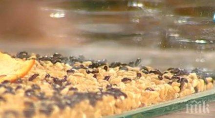 поглъщането живи бръмбари знахари лекува тежки болести видео