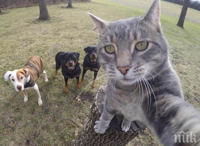 Ами сега! Висш саудитски духовник забрани селфитата с котки