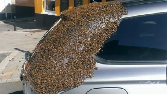 20 хиляди пчели преследваха кола във Великобритания (ВИДЕО)