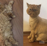 18 котки, които очевидно са много недоволни от новата си прическа!