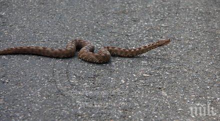 пепелянка ухапа момиченце центъра пловдив