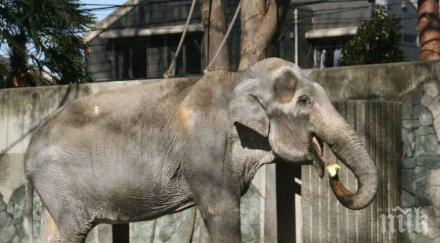 япония траур смъртта стария слон