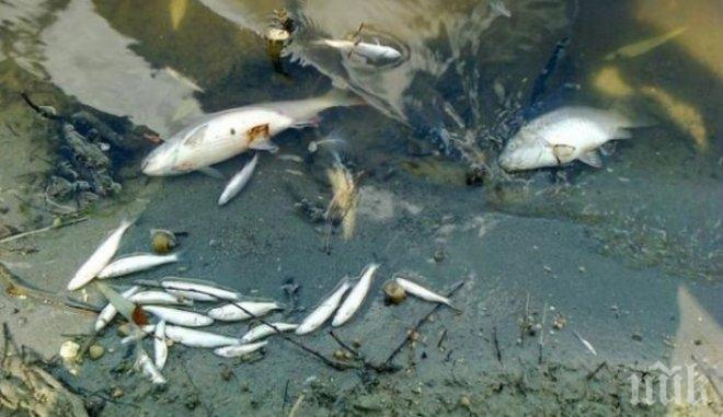 Екокатастрофа в язовир „Студен кладенец”, десетки хиляди риби са измрели