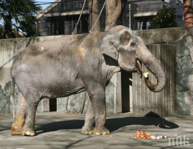 Япония в траур за смъртта на най-стария си слон