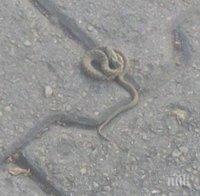 Шокиращи СНИМКИ от Варна! Змии плъзнаха край децата, майките са в паника
