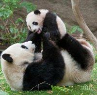 Китай празнува! Роди се второ бебе панда