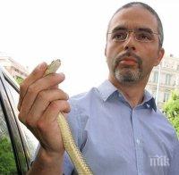 Три змии изпълзяха край детски площадки в Пловдив (СНИМКА)