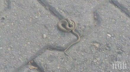 шокиращи снимки варна змии плъзнаха децата майките паника