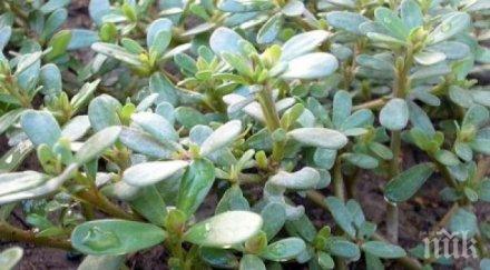 могъщото оръжие майката природа растение панацея лекува всичко