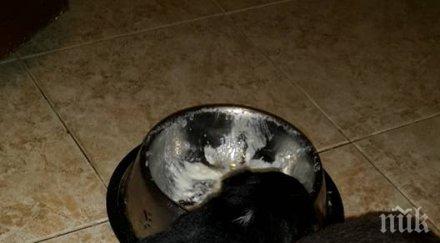 самарянин спаси три кутрета изхвърлени чувал храсти