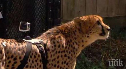 вижда бягащ всички сили гепард видео