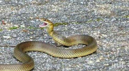 напаст смоци налазиха бургас газят пътя солети