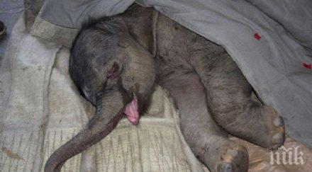 спасителна операция слонче стана хит интернет видео