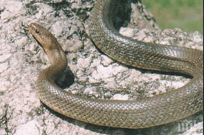 Змии превзеха Пловдив! Нов случай на ухапан от влечуго
