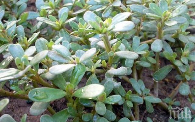 Най-могъщото оръжие на майката природа! Това растение е панацея, лекува всичко