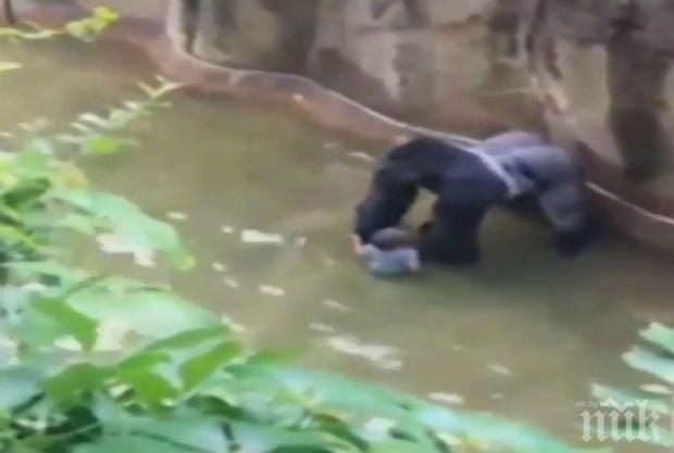 Протести заради убитата горила, ето как хвана падналото при нея дете (ВИДЕО)