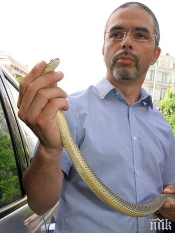 Змията, ухапала дете в Пловдив изпълзяла от река Марица
