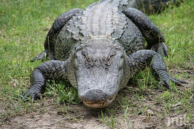 Гигантски алигатор стресна голф играчи във Флорида (ВИДЕО)