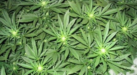 проект легализация марихуаната внесен конгреса