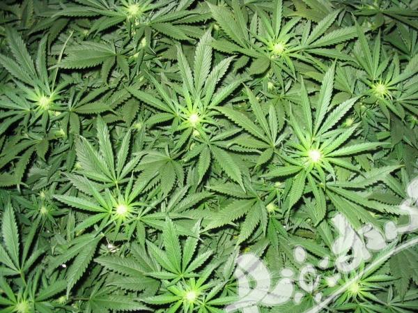 Проект за легализация на марихуаната внесен в Конгреса