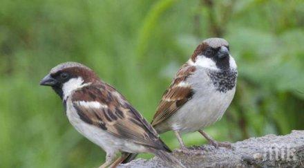 наистина врабчетата усещат изневярата