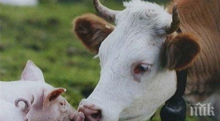 старата крава европа словения