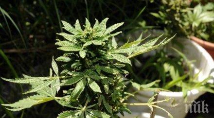 отнемат имущество 321 450 лева наркодилър