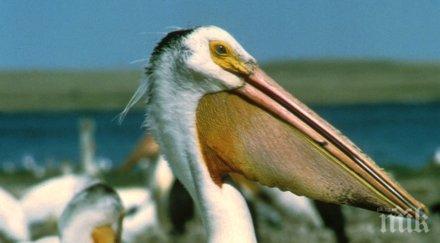 излюпи къдроглаво пеликанче парк персина