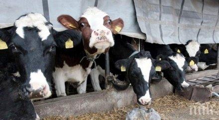 дават млн лева фермерите унищожени животни заради дерматита