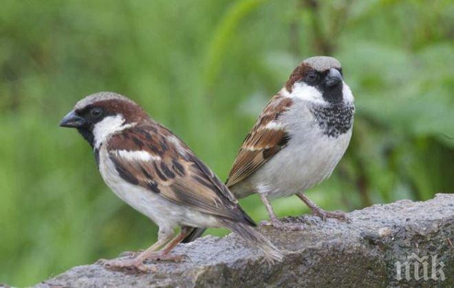 Наистина ли врабчетата усещат изневярата